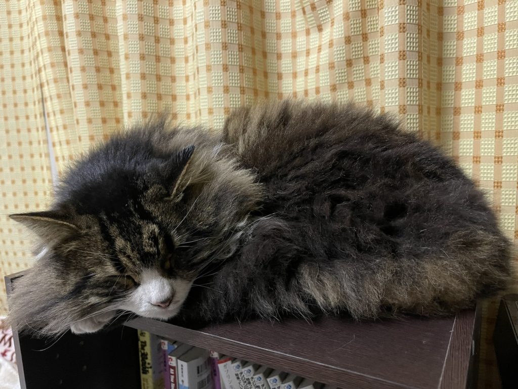 我が家のやんちゃ娘