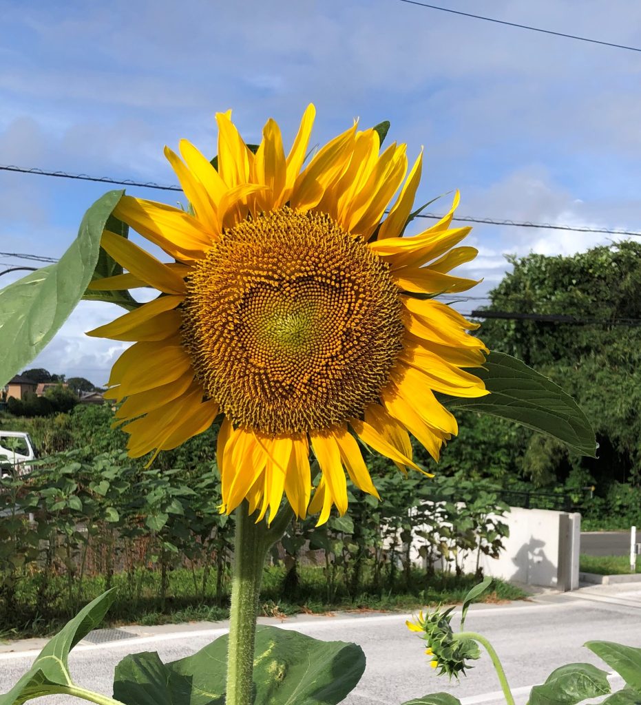 夏といえば！？