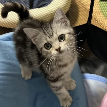 うちのアイドル