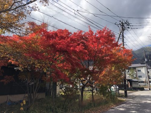 秋になりました